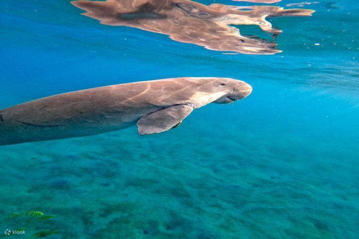 swim-with-dugong
