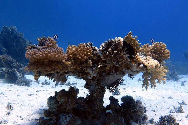 Badi – идеальное место, чтобы открыть секреты Красного моря.