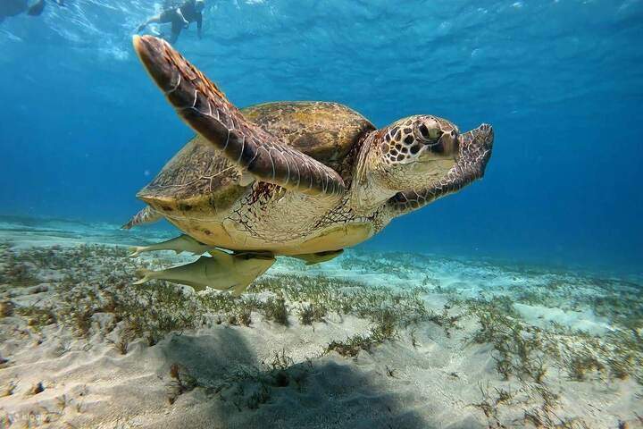 스노클링_위드_터틀스_마르사알람