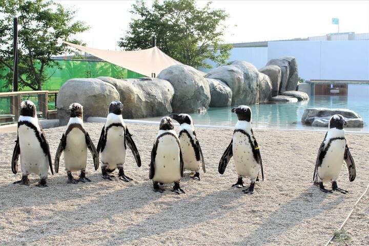 仙台海之森水族馆门票