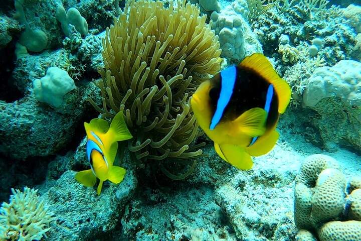 比類のないサンゴ礁を発見するチャンスをお見逃しなく。