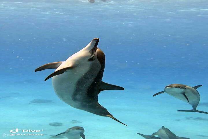 돌고래와 함께 즐거운 시간 (마르사알람)