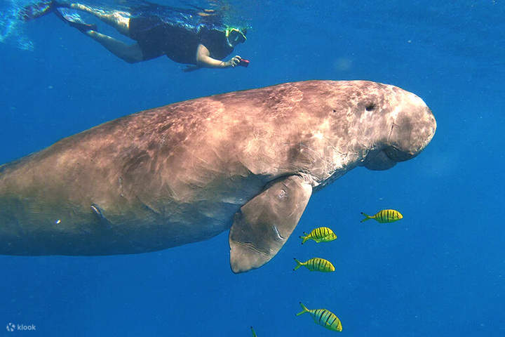 snorkeling con i dugonghi