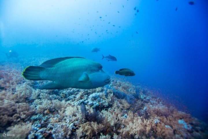 Poisson Napoléon de Marsa Alam