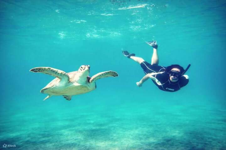 Tortugas_de_Marsa_Mubarak