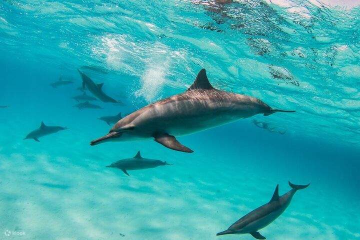 เอล-กูเซียร์- สัตยา ดอลฟิน เฮาส์