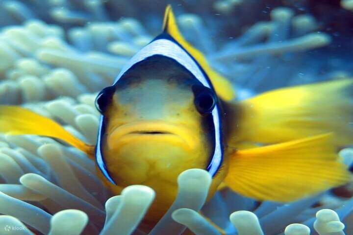 nemo-fish-hamta-island