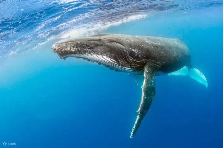 Goditi vibrazioni tropicali con snack, bevande e balene sotto cieli illuminati dal sole