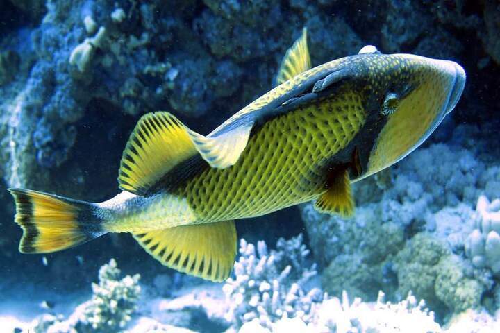 trigger-fish-abu-dabbab-plage