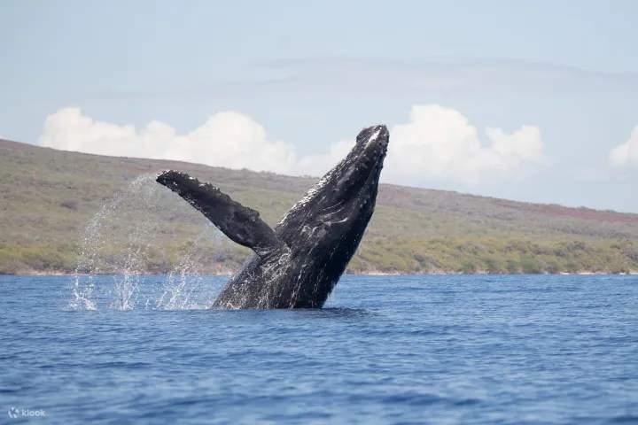 Saksikan ikan paus bungkuk melompat dan menghempas ekor semasa pengalaman memerhati ikan paus yang mengujakan di Maui ini