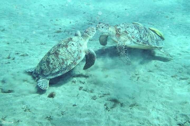 红海马萨阿拉姆和马萨穆巴拉克海龟浮潜之旅
