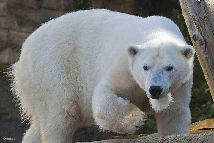 圣地牙哥动物园 - 北极熊