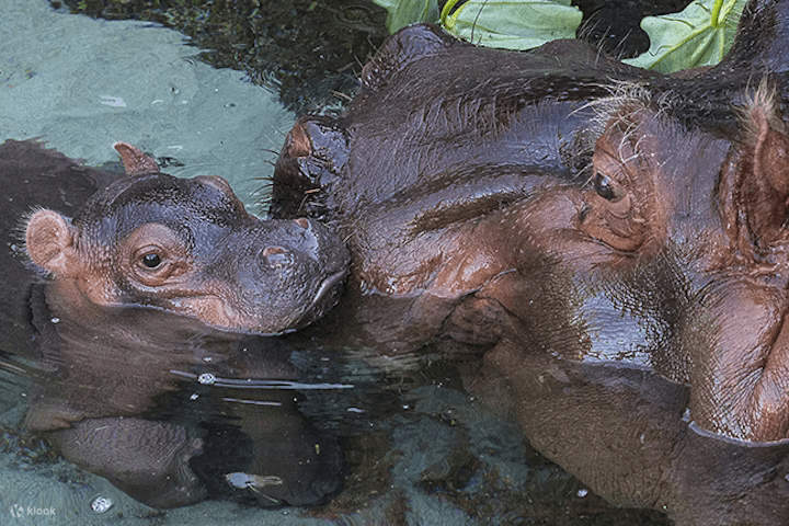 圣地牙哥动物园 - 河马