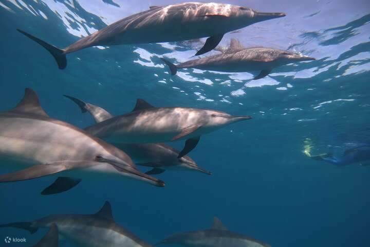 Observe grupos de delfines nadando en su entorno natural.