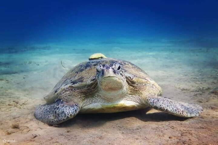 port ghalib : Snorkel con Dugongo Marsa Mubarak