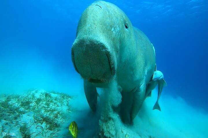 สำรวจโลกใต้ทะเลที่อุดมสมบูรณ์ ทั้งแนวปะการังหลากสีสัน ฝูงปลาสวยงาม และพะยูน
