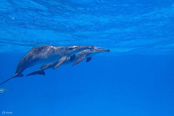 홍해의 돌고래 서식지, 사타야로 떠나는 크루즈를 즐겨보세요.