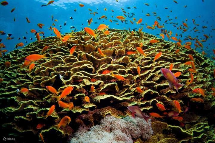 port ghalib : Snorkel con Dugongo en Marsa Mubarak