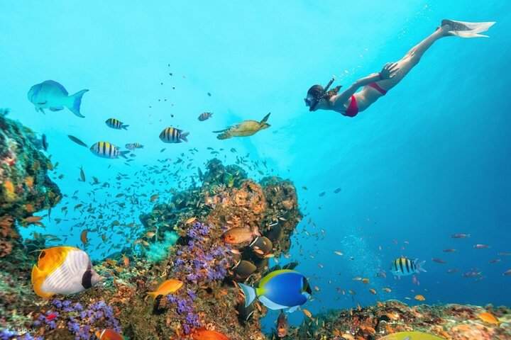 Ras Muhammed & White Island Snorkeling Sea Trip With Lunch & Transfer - Sharm El Sheikh