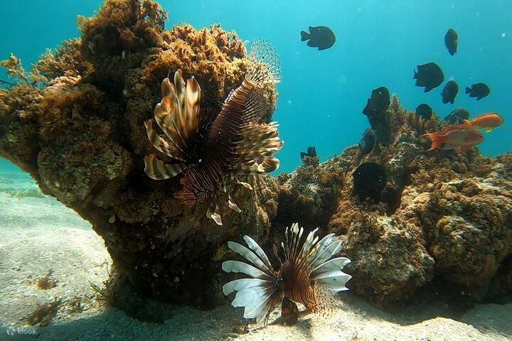 Découvrez de magnifiques récifs coralliens et une vie marine diversifiée.