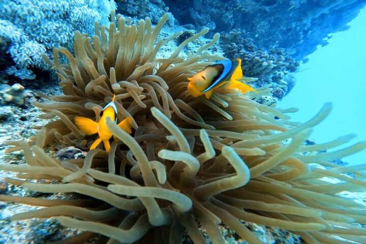nemo-house-sharm-ellule-marsa-alam