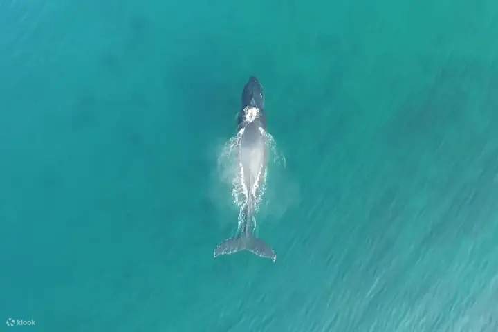 จิบเครื่องดื่มค็อกเทล พร้อมชมฝูงปลาวาฬและโลมาแหวกว่ายอย่างใกล้ชิด