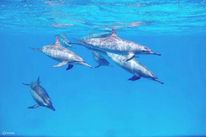 サマダイでのシュノーケリングでは、イルカが自然の中で暮らす様子を観察できます。