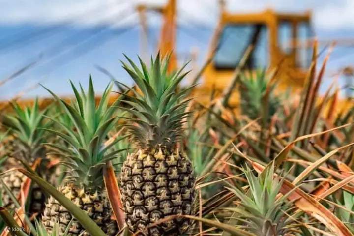 Maui Pineapple Farm Tour in Hawaii - Klook Singapore