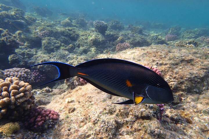 sharmellole-zaina-camp