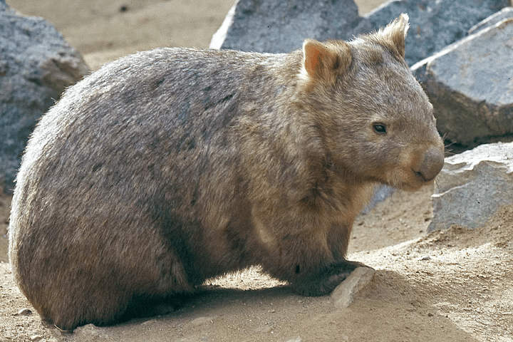 圣地牙哥动物园 - 动物