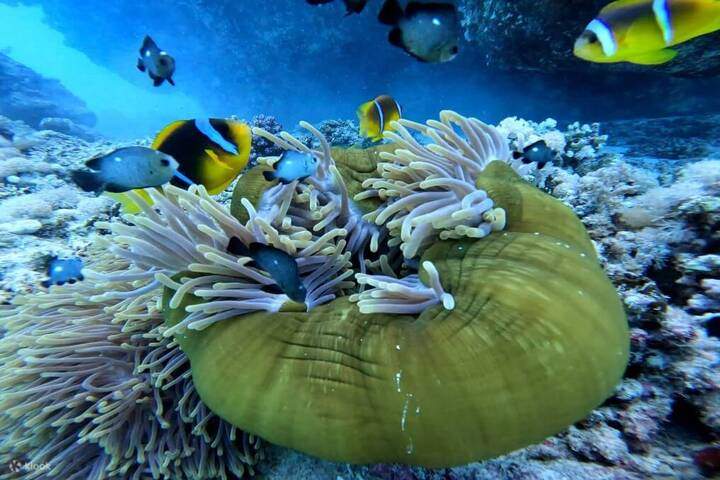 marsaalam_snorkeling_trips