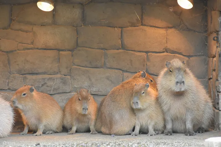 靜岡伊豆仙人掌動物園門票