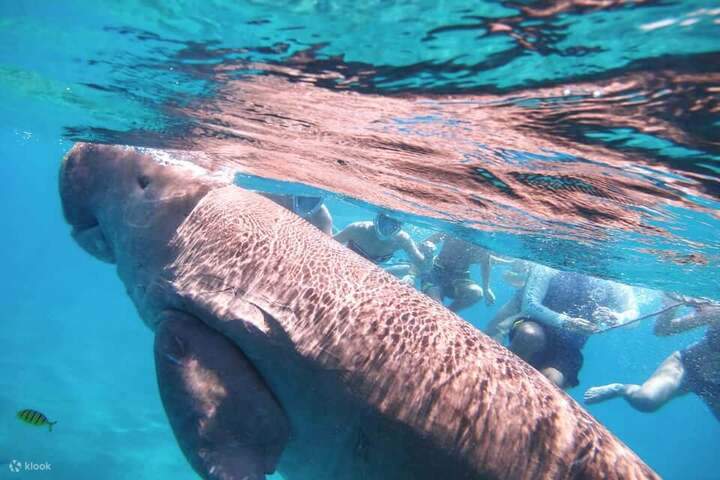 snorkeling_with_dugong_sea_cow_in_marsa_alam