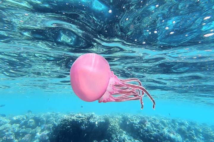 เพลิดเพลินกับการว่ายน้ำในน้ำทะเลใสของทะเลแดง พร้อมชมทัศนียภาพอันน่าทึ่งของธรรมชาติใต้ท้องทะเล