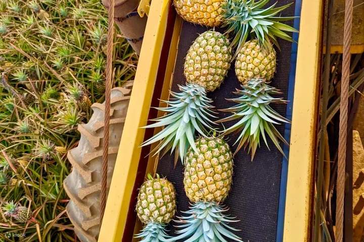 Maui Pineapple Farm Tour in Hawaii - Klook Malaysia
