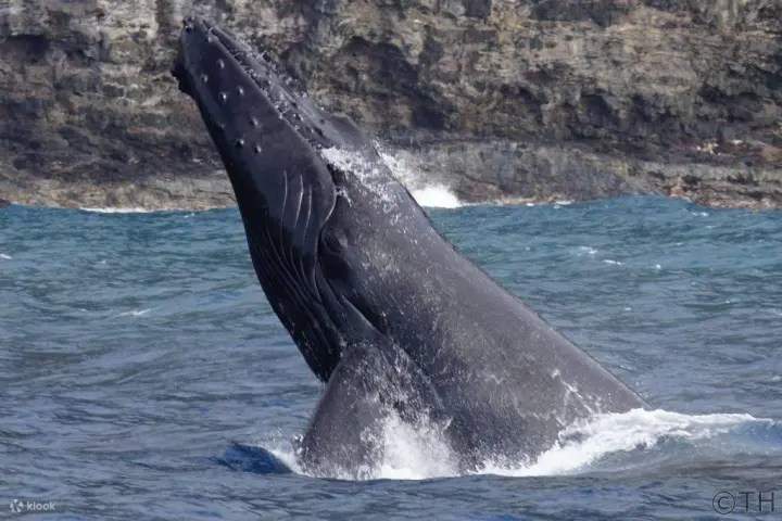 Catamarano di lusso, idrofoni, avvistamenti di balene: la tua fuga pomeridiana perfetta