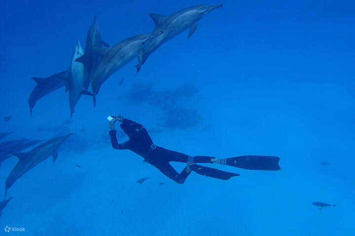 swim-with-dolphins