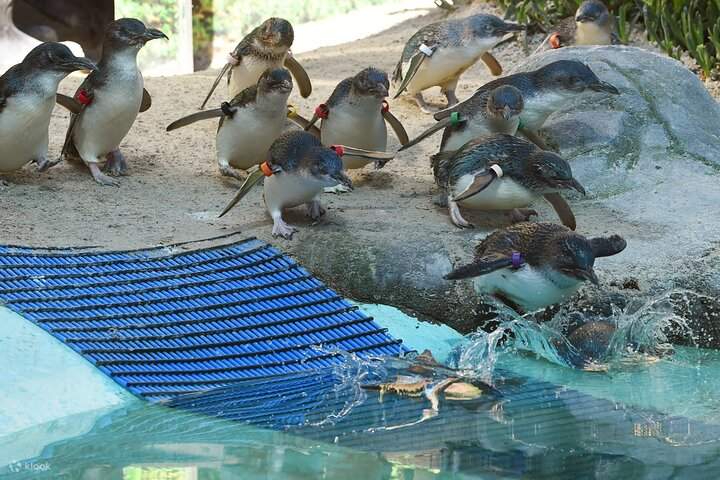 Lawatan Sehari Peribadi Melbourne