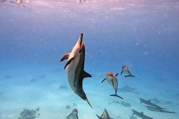 Delfingruppe in Marsa Alam