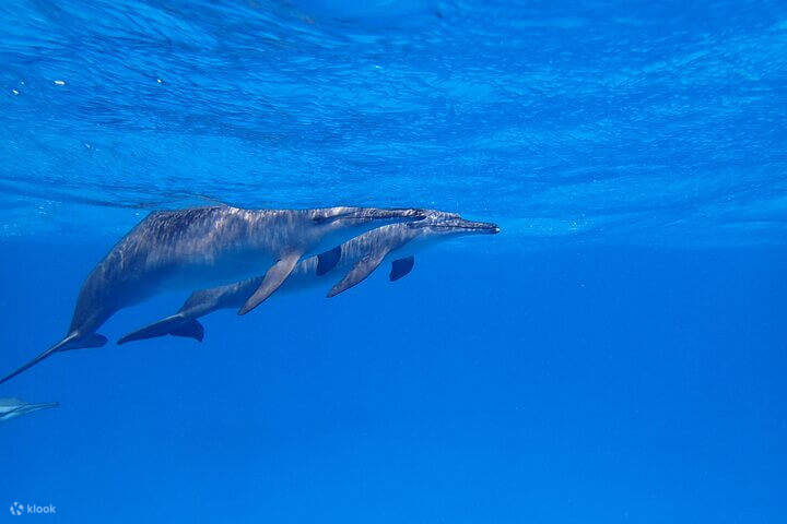 เอล-กูเซียร์- สัตยา ดอลฟิน เฮาส์