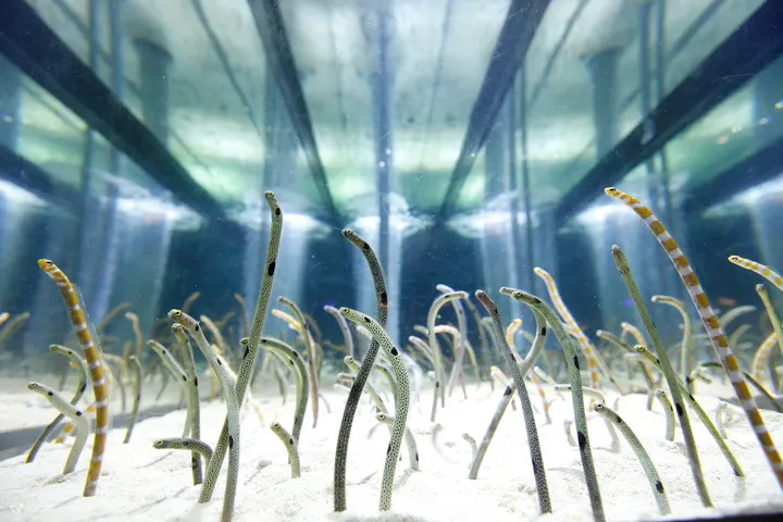 东京墨田水族馆门票