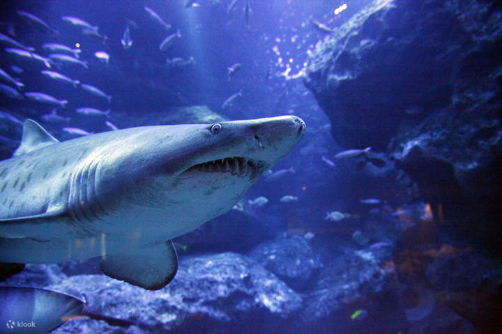 도쿄 스미다 수족관 티켓