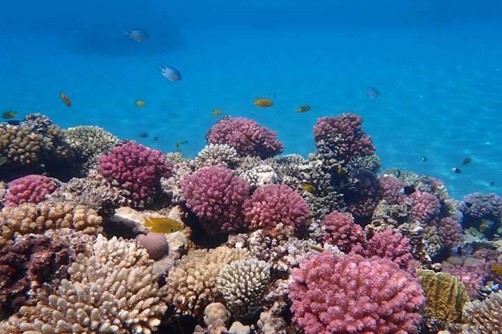 the-best-coral-garden-in-marsaalam