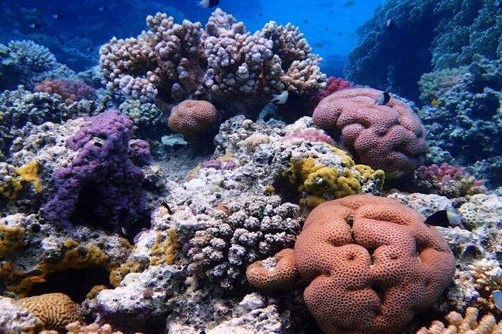 Unterwasserwelt-Marsaalam