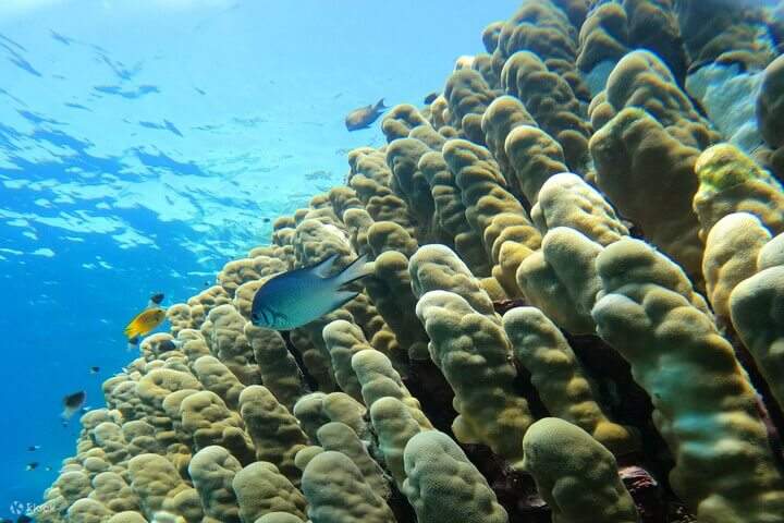 Explorez la richesse de la vie marine, notamment des récifs coralliens colorés et des poissons incroyables.