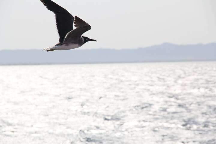 hamata-islands-flying-bird