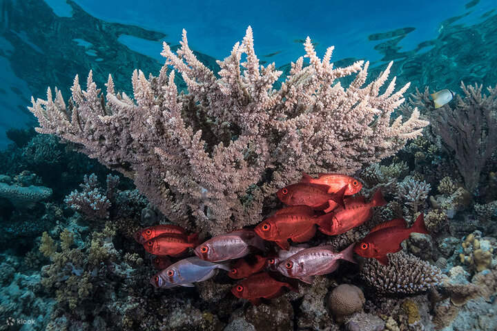 pesce-sotto-corallo-mar-rosso-marsa-alam