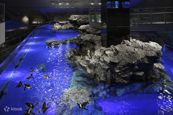 すみだ水族館年間パスポート引換券（大人2名分）N[№5619-0526