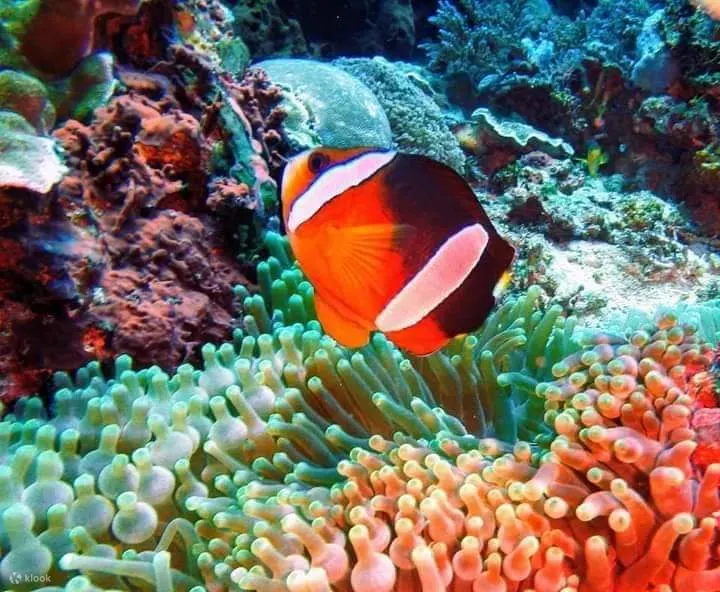 巴厘岛巴东白的蓝色潟湖和丹绒捷鹏浮潜