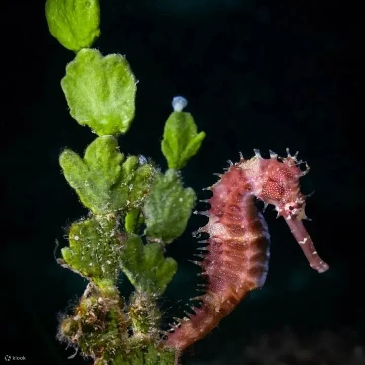 PADI 高级开放水域潜水员